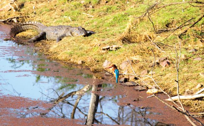 A Kingfisher and crocodile by a waterbody.