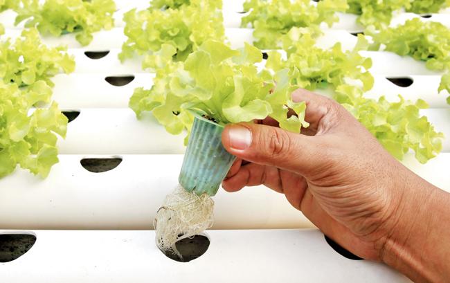 A hydroponics farm where lettuce is grown