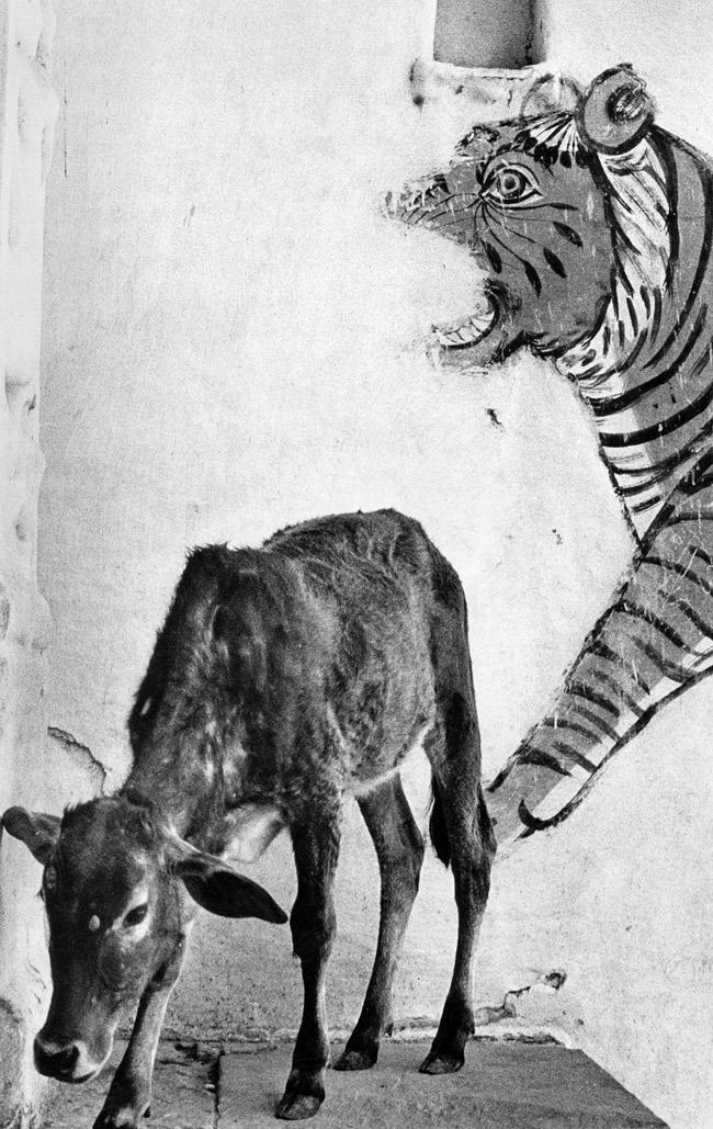 A tiger and calf, Rajasthan, 1973. 