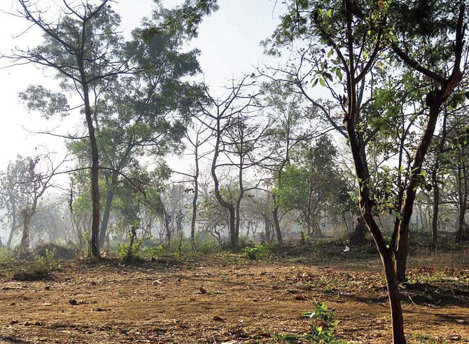 The proposed Metro III yard site in Aarey Colony comprises both woodland and grassland