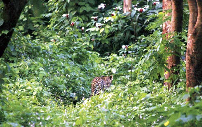 While MMRC’s report stated that leopards merely ‘strayed’ near the Metro yard site in Aarey, experts such as ecologist Rajesh Sanap had spotted this leopard about 1-2 km from the Metro site in Aarey Colony, proving that the area is a common haunt for the big cat