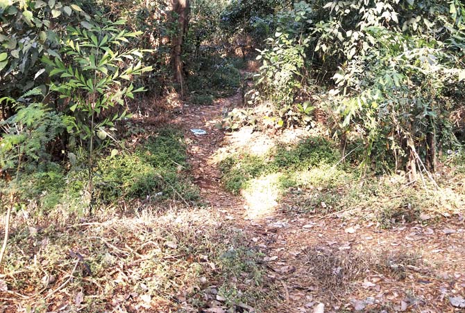 The spot in Aarey colony where the girl was raped and abandoned by the auto driver. The survivor’s medical report confirmed that she was raped and that unnatural sex was performed on her. Her condition is critical