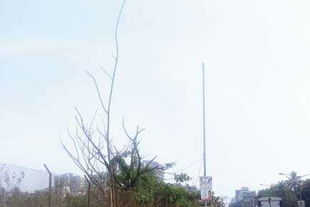 Mumbai: BMC plants saplings, fixes paver blocks around them