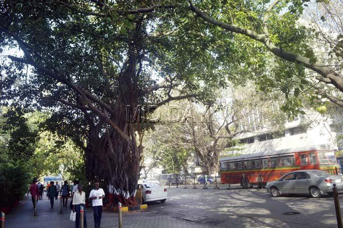 Tree species on J Tata Road include gulmohar, peepal, coconut palms, siris, banyan and neem