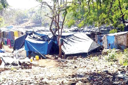Mumbai: Land mafia selling shanties in Aarey Milk colony?