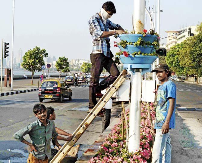 The electric meter of every lamppost is being fitted with flowerpots. Pic/Atul Kamble