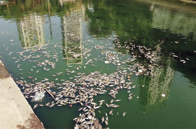 Several fish had died during the pitru paksh period last year. File pic