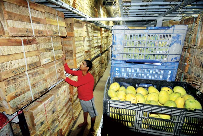 Fruit traders at APMC believe that the price of alphonsos should come down once the peak season of mango begins in April. File pic