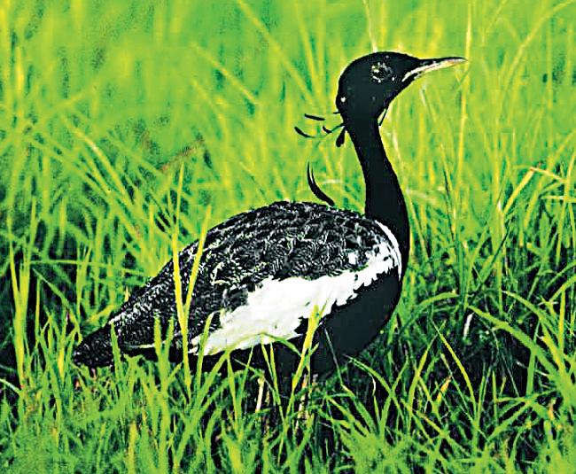 Lesser Florican. Pic courtesy/Asad Rahmani