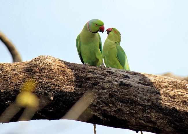 Male and female parakeets