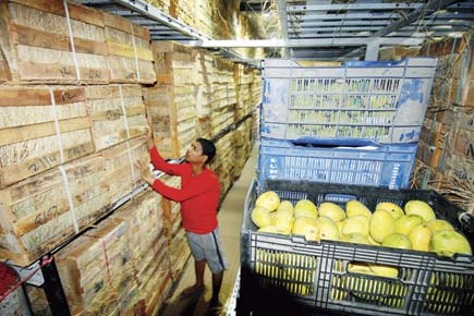 Mumbai: Unseasonal rains push up prices of mangoes 