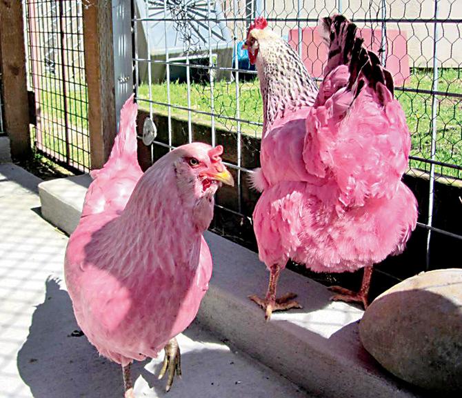 Pink chickens