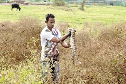 Save Aarey: Mumbai Metro III site home to Indian rock python?