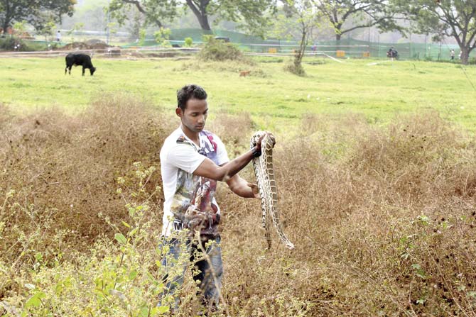 Commando Yogendra Satam (attached to Mumbai Police’s quick response team) clicked this photograph of the python when he rescued it from the Metro site on Sunday morning