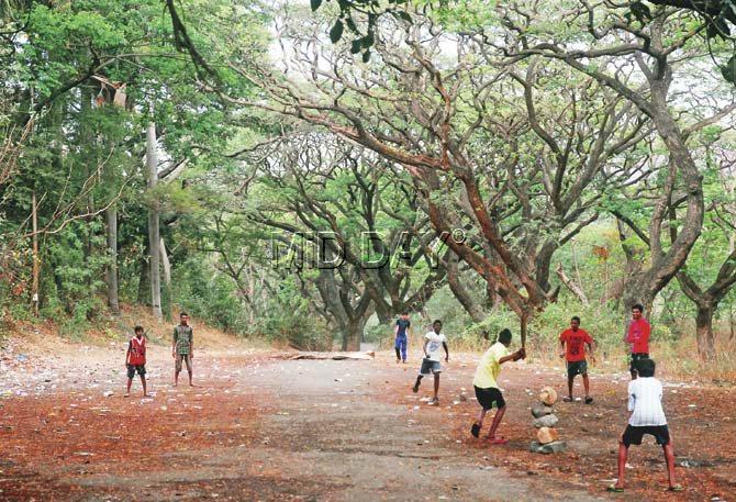 The best place to play  cricket is under the shade of trees at Aarey’s Picnic Spot