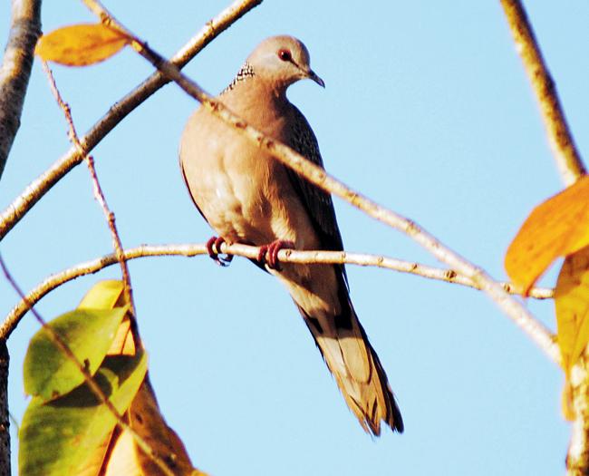 Spotted Dove can be found in the region. Pic courtesy/Salim Mulla