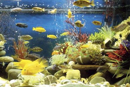 Mumbai's famous Taraporevala Aquarium reopens in new avatar