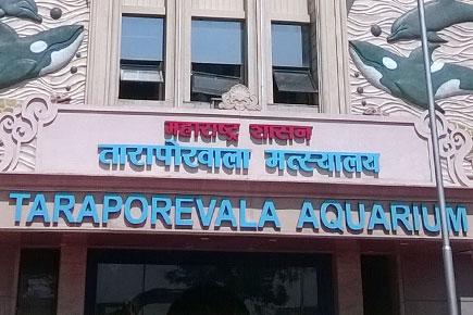 Here's Mumbai's famous Taraporewala Aquarium... new and improved!