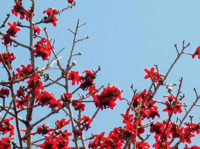 RED GLORY: The silk-cotton tree in a burst of shouting colour