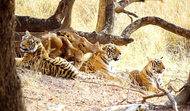 Three tiger cubs, believed to belong to T-19 — the famous tigress at Ranthambore, seem to be oblivious to the shutterbugs. 