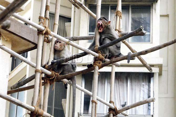 Monkeys sit on a scaffolding at one of the towers in the Venus complex. Pics/Satyajit Desai