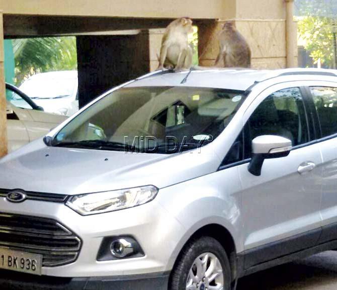 Monkeys atop a car at Venus building, Worli. Residents have taken these from a mobile