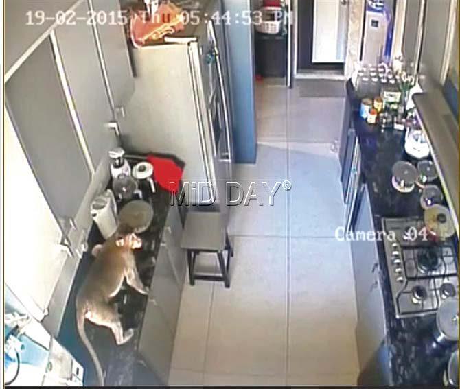 A monkey creates havoc in a resident’s kitchen
