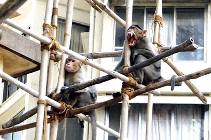 South Mumbai housing society turns into planet of the apes