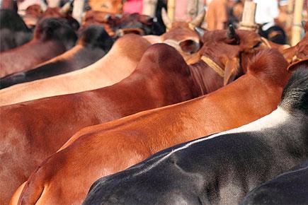 Maharashtra beef ban: Eat goat and chicken, minister tells beef lovers