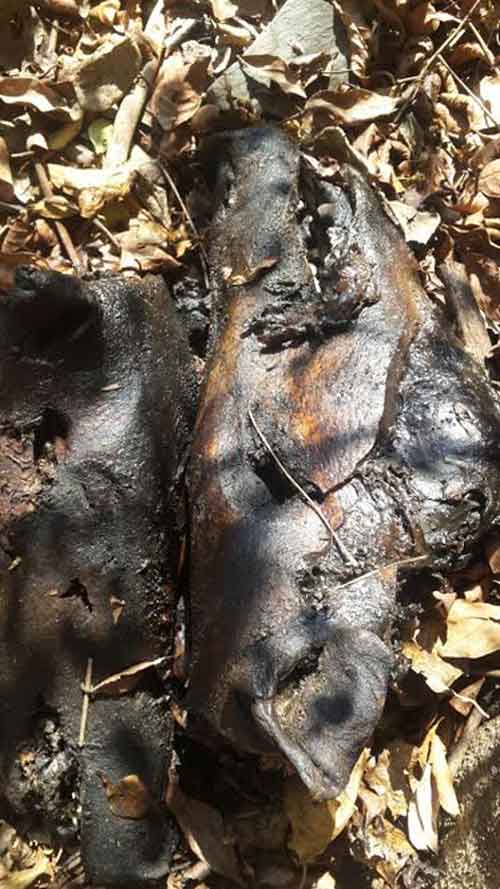 Charred remains of wild boars