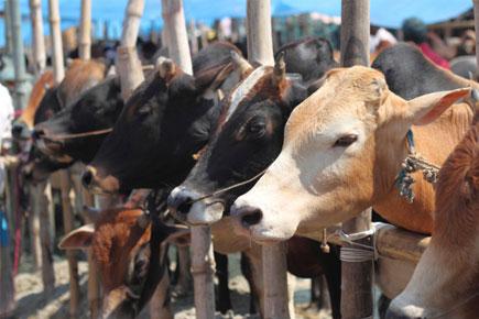 Maharashtra bans cow slaughter; Rs10K fine, 5 years jail for sale or possession 