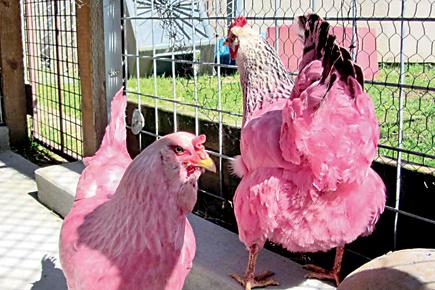 US man dyes pet chickens pink as a prank