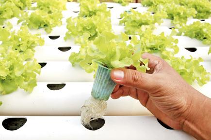 Grow vegetables at home without soil