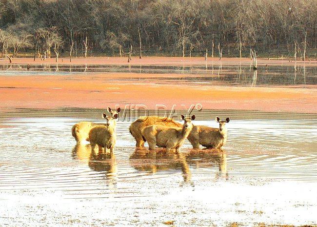 A herd of Sambar deer in the water