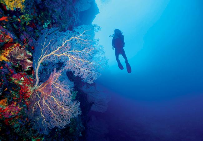 Nayantara Jain explores fan corals around the Andaman Islands.