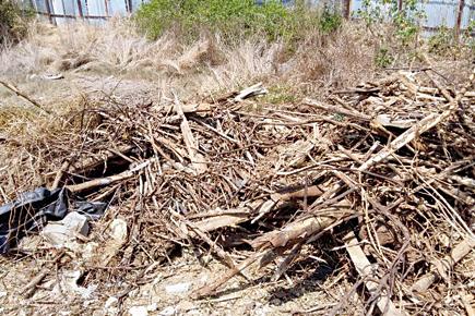 FIR filed against builder for chopping mangrove trees