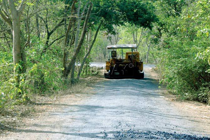 Road resurfacing is currently ongoing at the 8-km stretch from Aarey Dairy Hospital to Lotus lake and New Zealand Hostel, and will continue in phases across the 43 km of internal roads in Aarey Colony. Pic/Nimesh Dave
