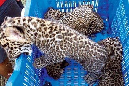 Leopard cubs rescued and reunited with their mother in Nashik