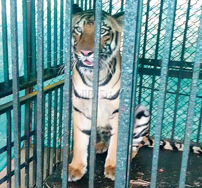 Beauty was named after ex-chief minister Prithviraj Chavan’s wife, Satvasheela (beautiful), and was brought to SGNP to boost the popularity of its tiger safari. File pic