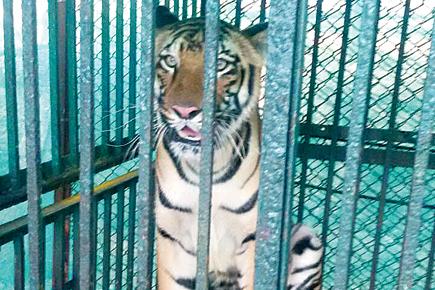 Mumbai: Sanjay Gandhi National Park loses another tigress