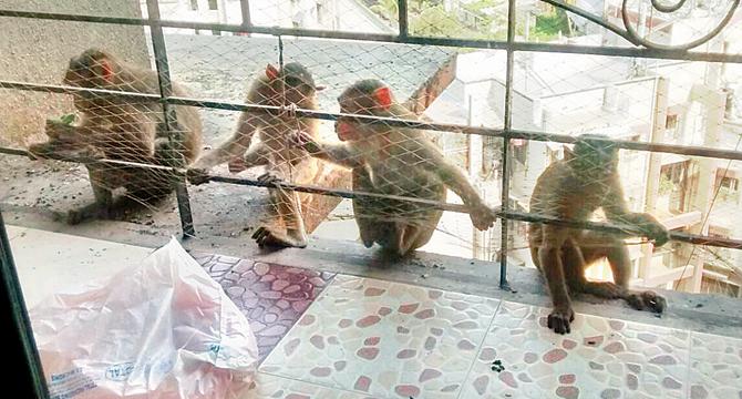 A group of monkeys have been stealing food from the kitchen, snatching clothes, breaking air conditioning units, and causing other damage. Since they are tiny, they can easily enter the apartments from the window grills.