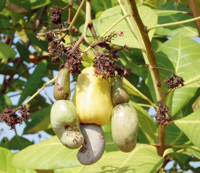 FUN FOOD: Cashews are a favourite for Goans