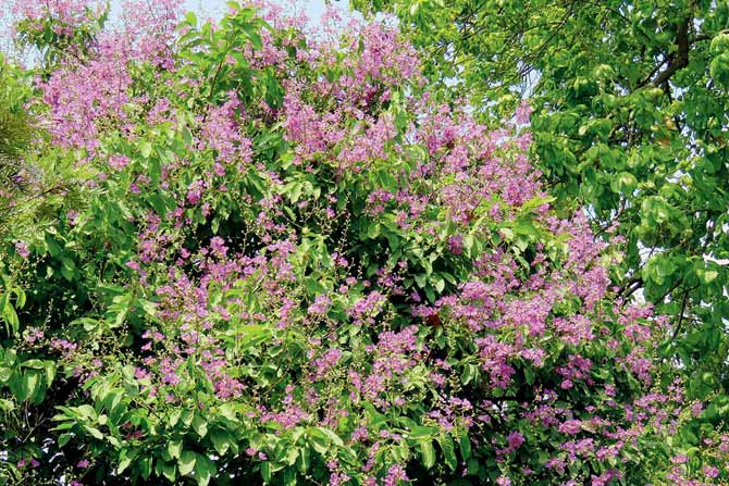 Mumbai is home to the brilliantly colourful state flower of Maharashtra, Tamhan, also known as Jarul, Crepe Myrtle and Queen’s flower. pics/anand pendharkar