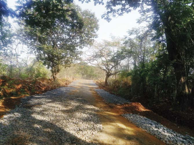 Schoolchildren had to walk on this patch of road, which has had frequent leopard sightings. With the PWD widening the road and making space for buses, they longer have to