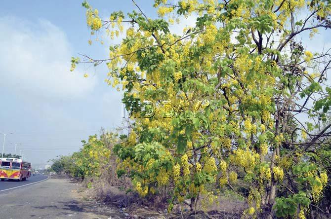 The cheerful blooms can enliven even a ho-hum bus ride, as on this road from Airoli to the Eastern Express Highway. Pics/Shrikant Khuperkar