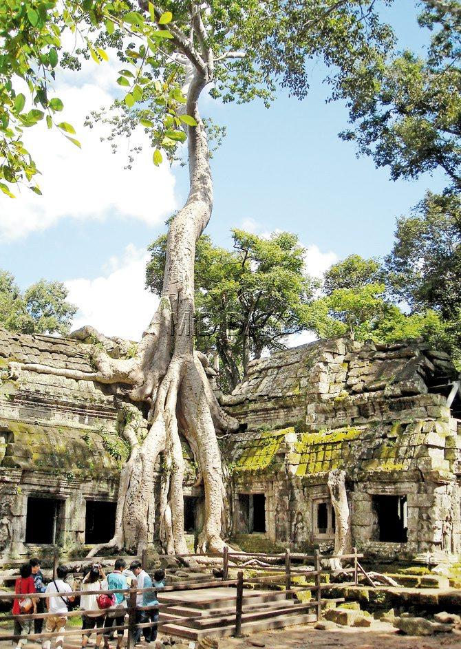 Archaeological Survey of India helped restore the Ta Prohm site. Lara Croft: Tomb Raider was shot here.