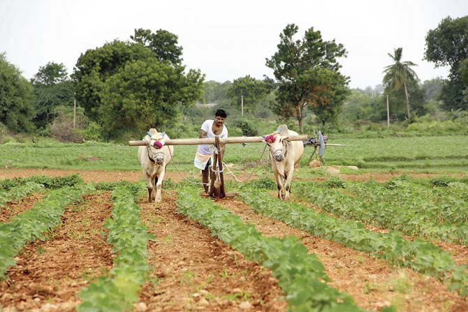 The state organic policy will give subsidies to farmers for building cowsheds, collecting human urine, cow urine and dung and then converting them into fertilisers. Pic for representation/Thinkstock