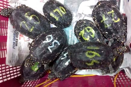 335 turtles seized at Mumbai airport to be released back into their natural habitat