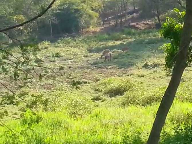 Live spotted deer inside the Tiger Safari premise