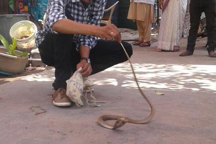 5-feet long cobra rescued from near Sanjay Dutt's cell in Yerwada
